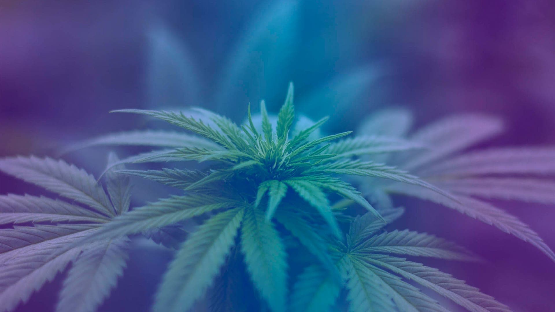 Cannabis